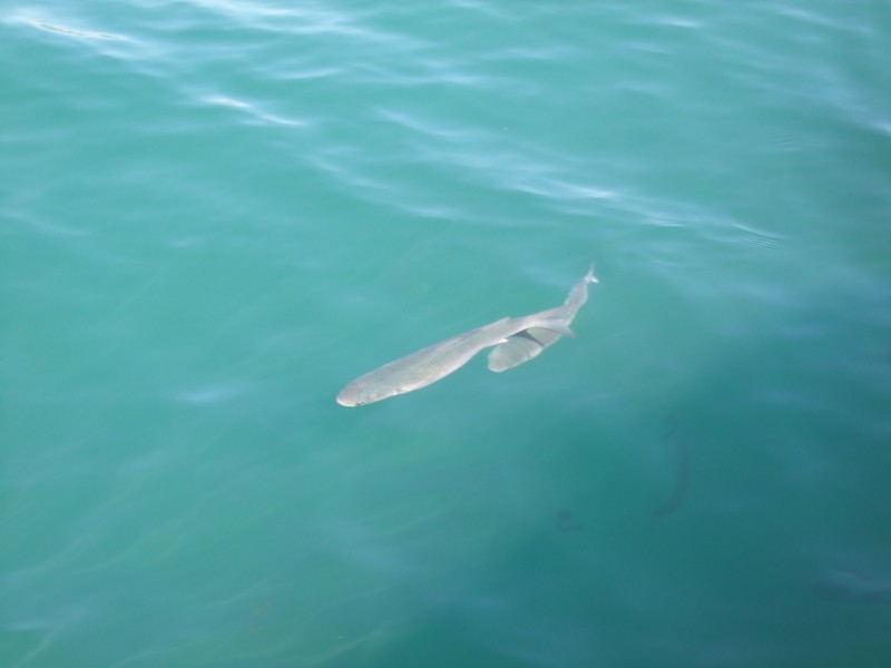 Anadalusien 2009 - 0226 